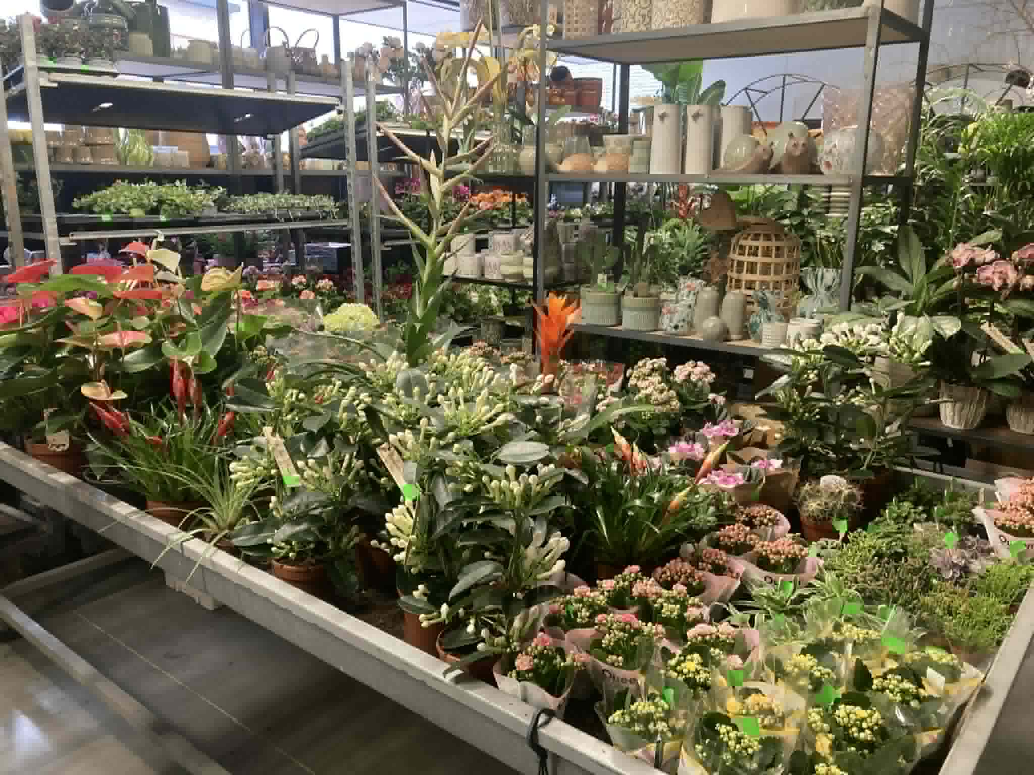 foto k,amerplanten 2