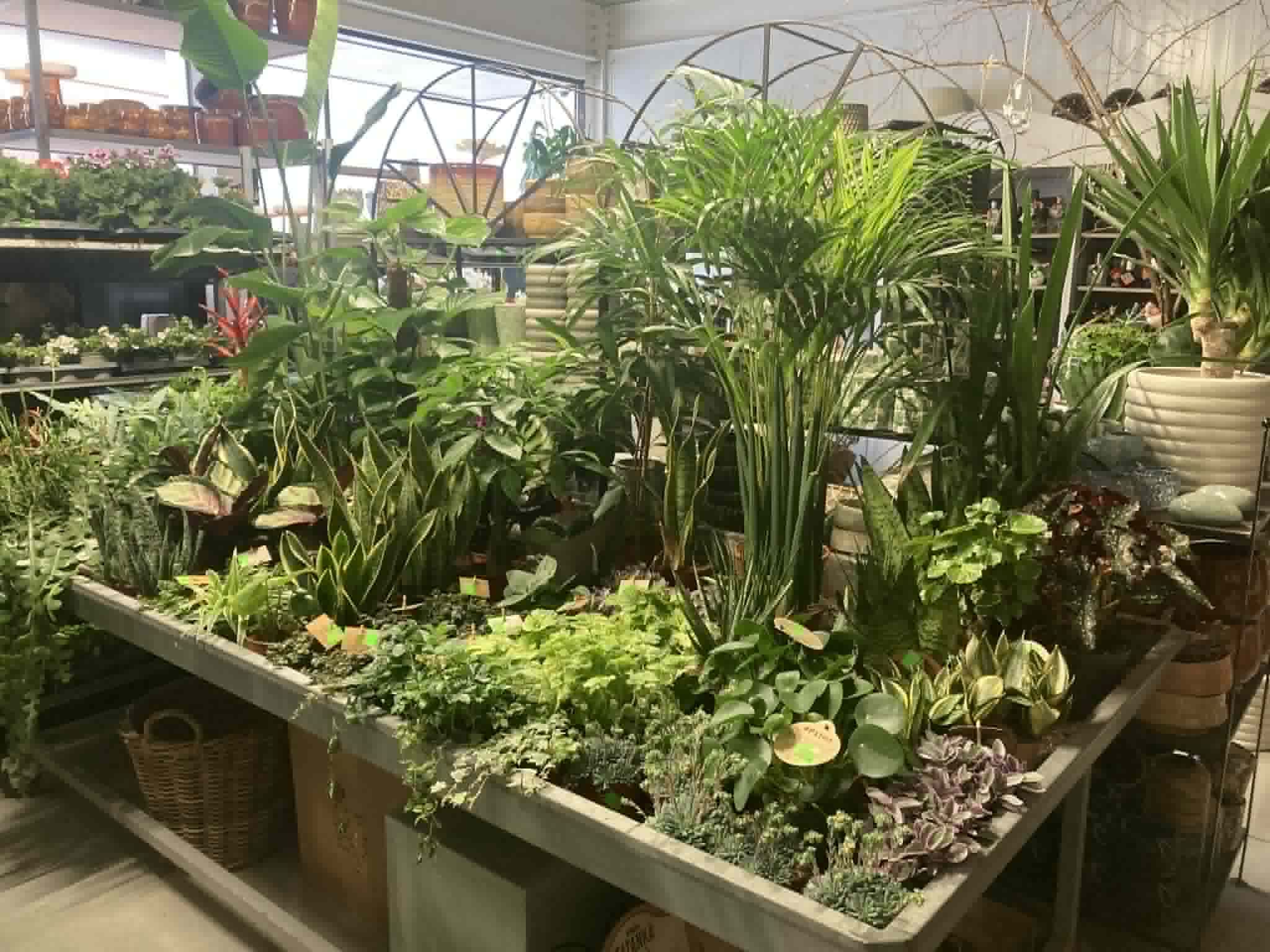 foto kamerplanten