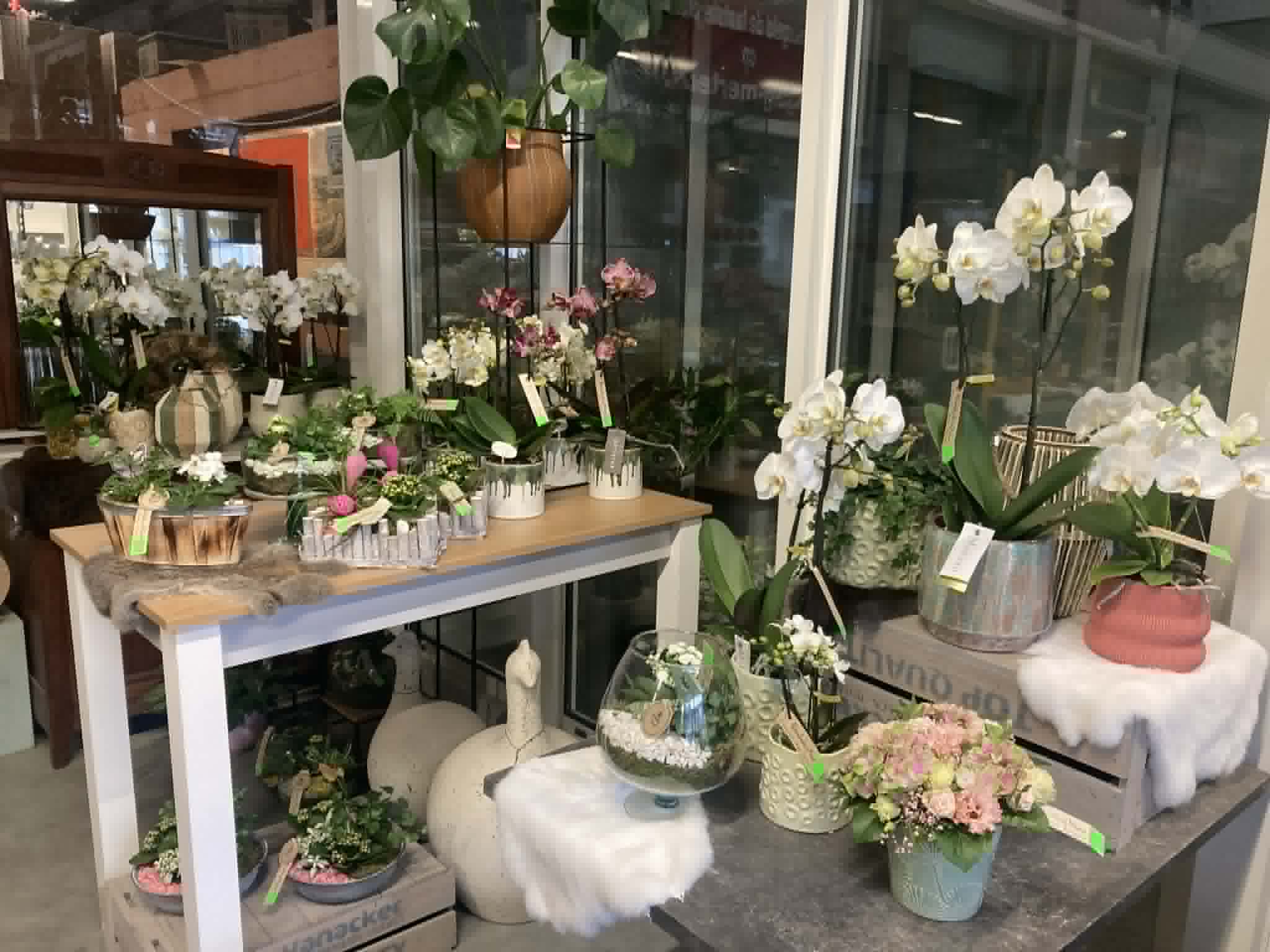 foto orchideeën